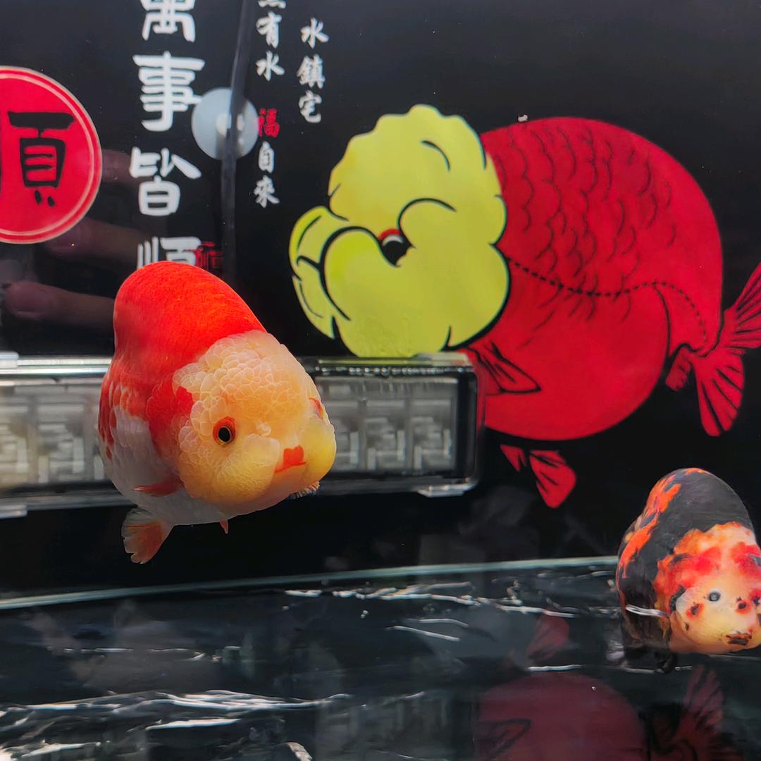 养兰寿的（肥仔）🐟