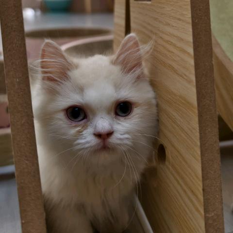 重生之我是捕鱼达人