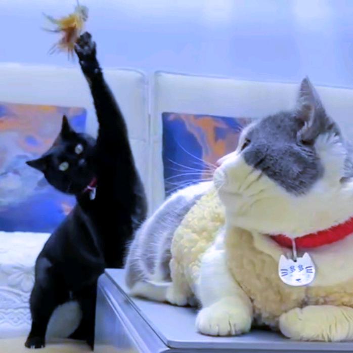 黑米多多he金金🐈