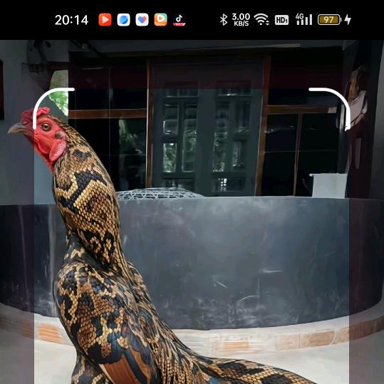 只有你李