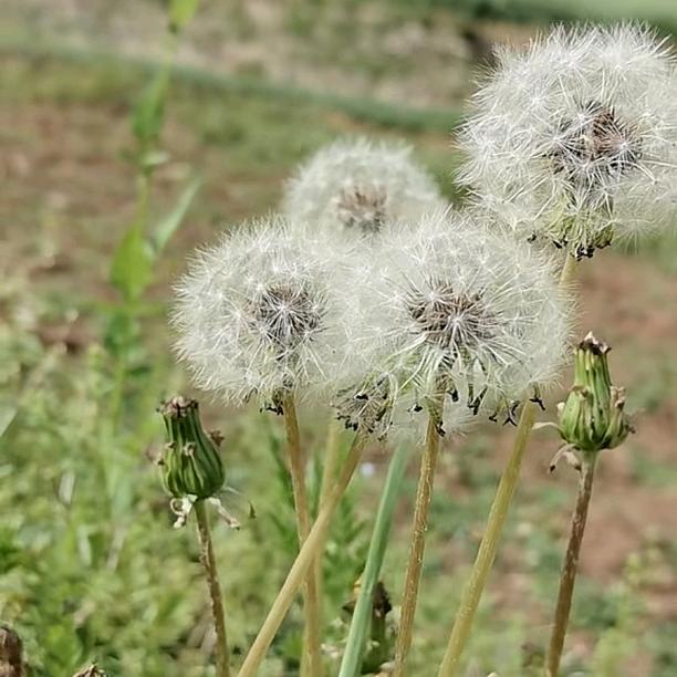 生如夏花刹那芳华