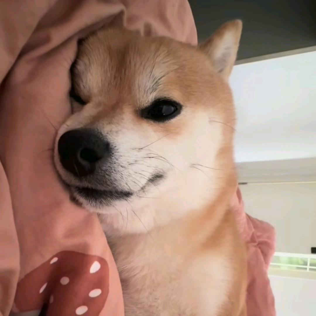 西格玛暴徒百灵鸟