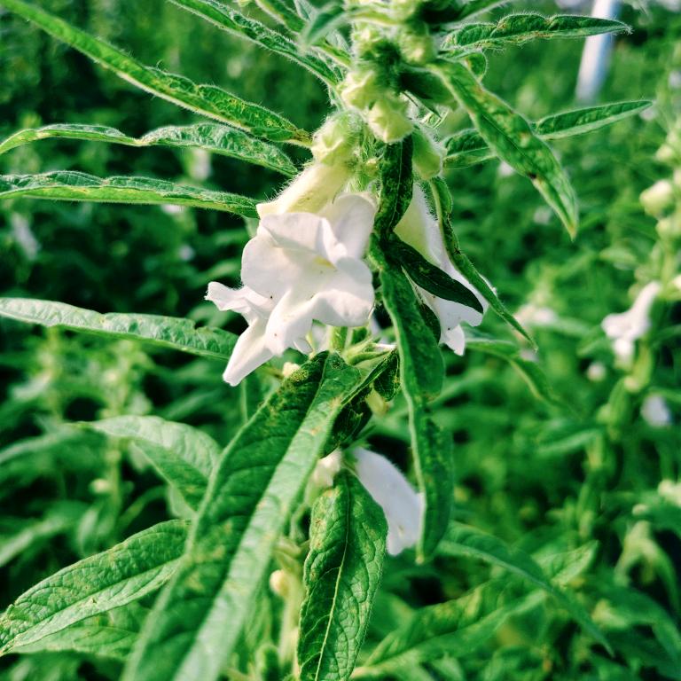 农特产品广济菇娘