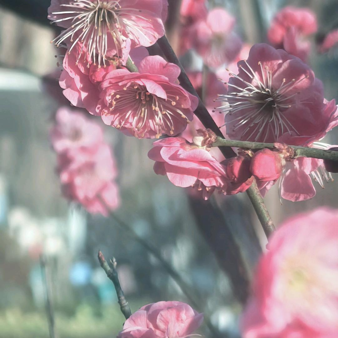 花姥