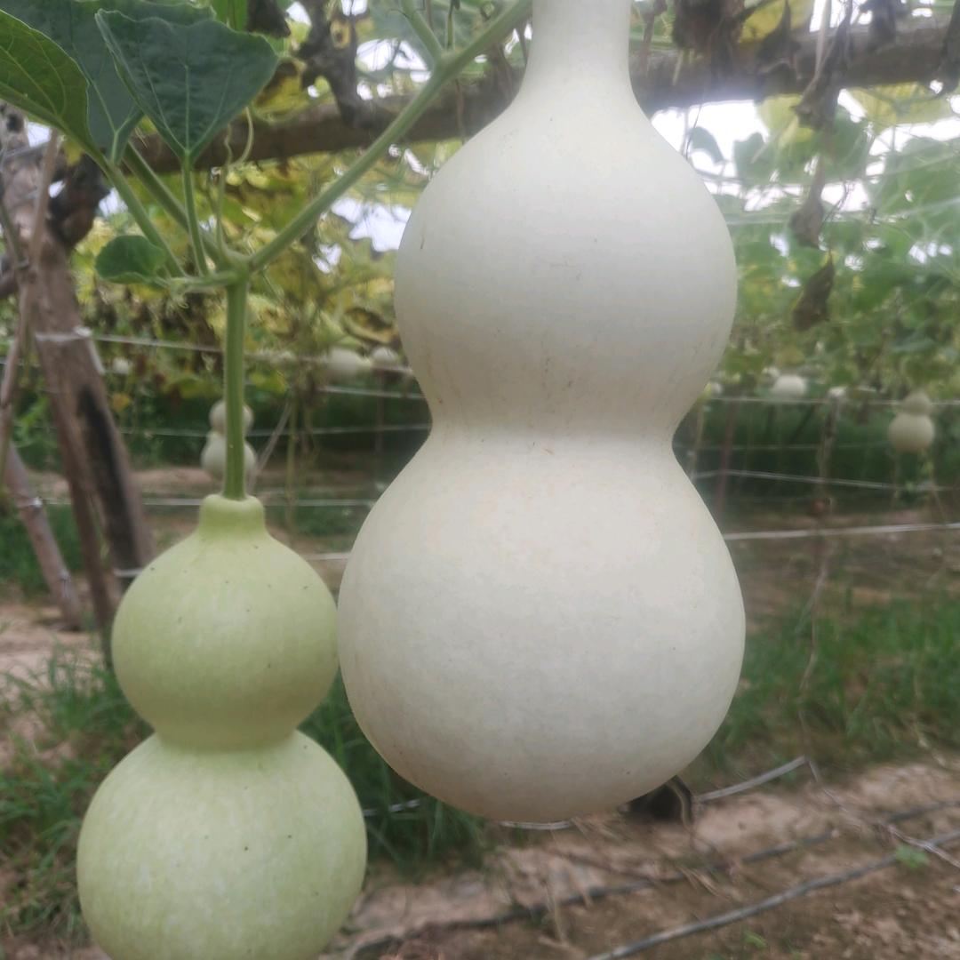 聊城江北水城旅游度假区高风丽平面设计中心（个体工商户）