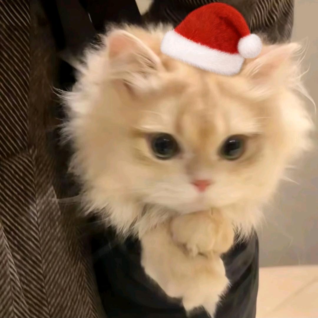 Happy版小猫ᗜ - ᗜ🌈
