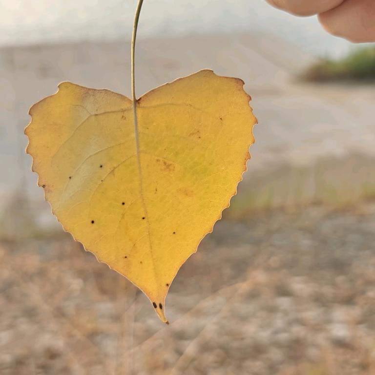 星空下的守望者