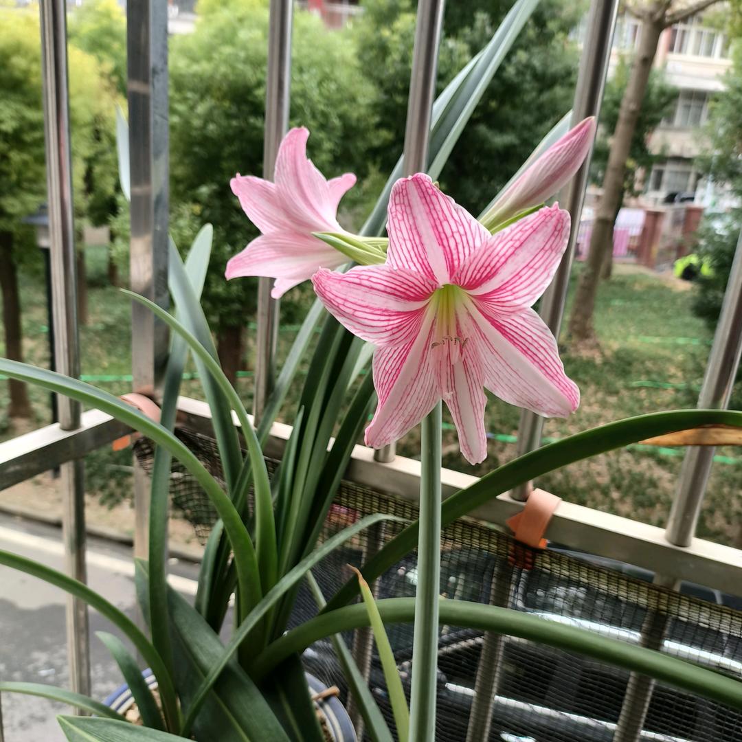 凤梨花