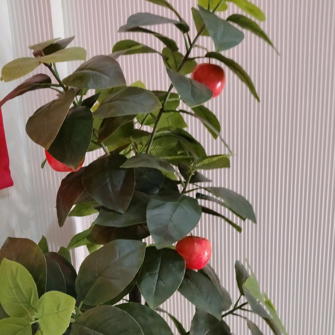 月月发