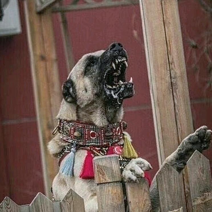 伏拉迪坎高猛犬