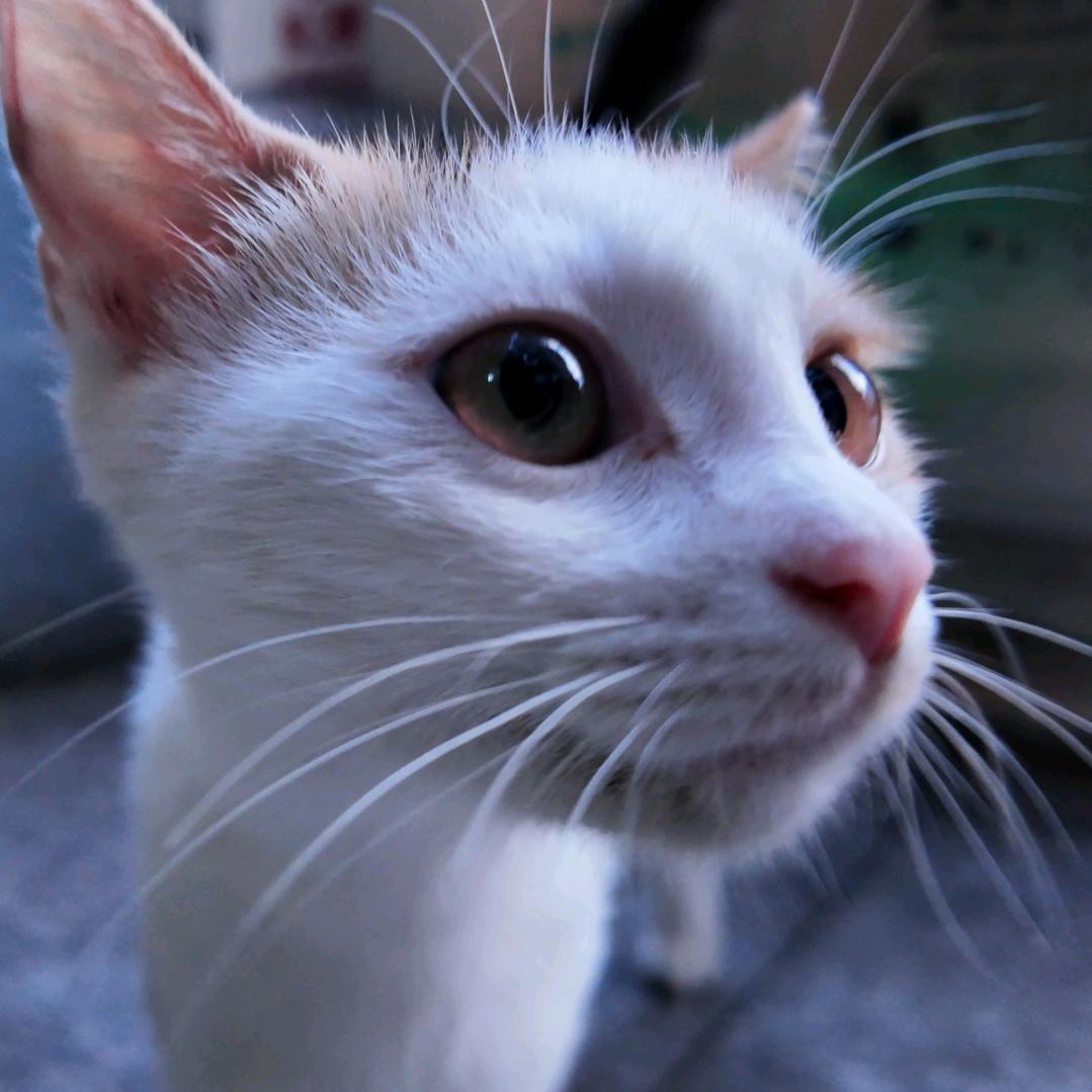 没猫要的野人