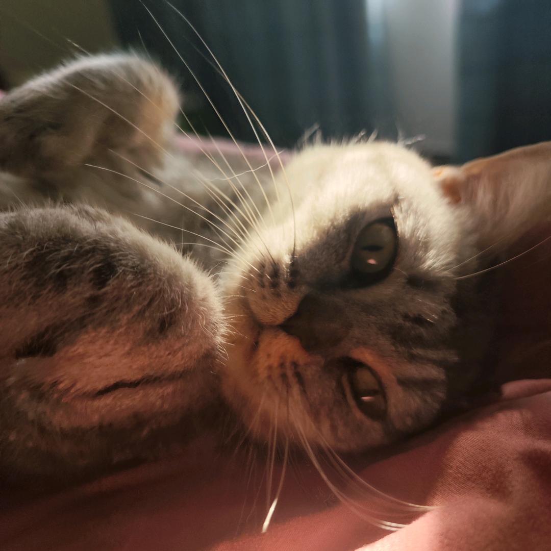 小馋猫😻