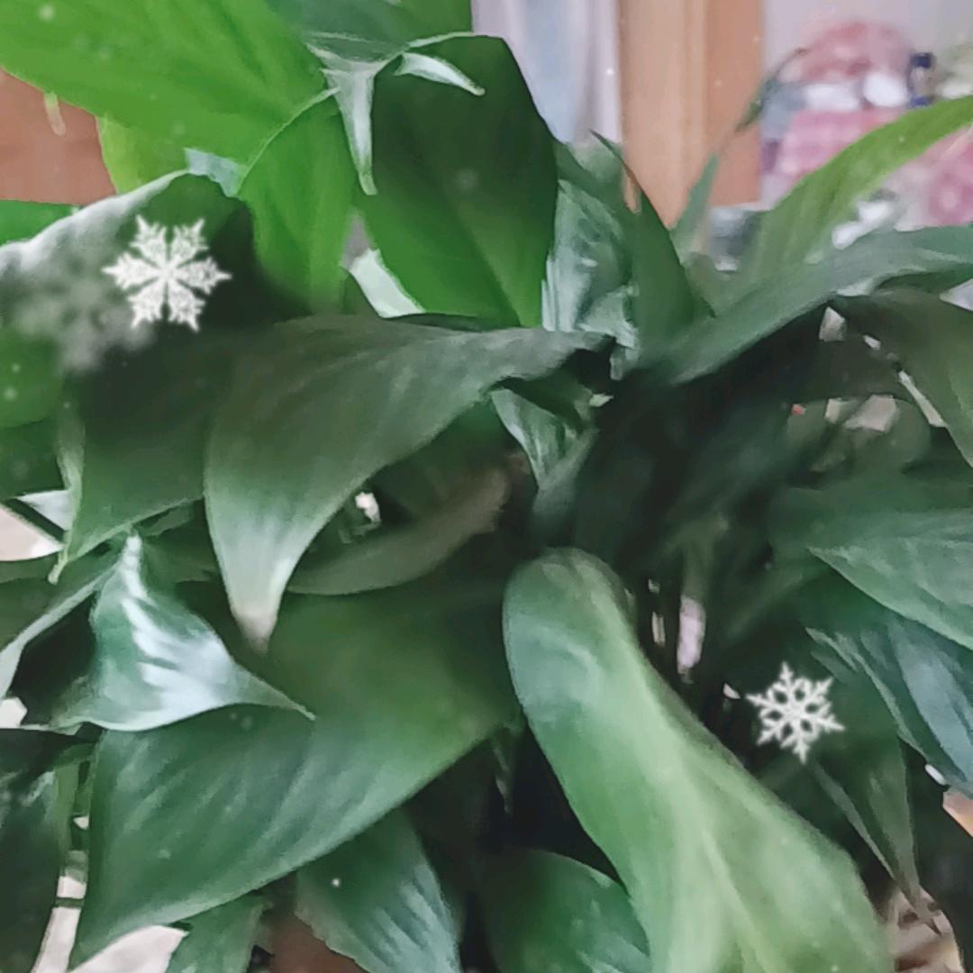 艳子