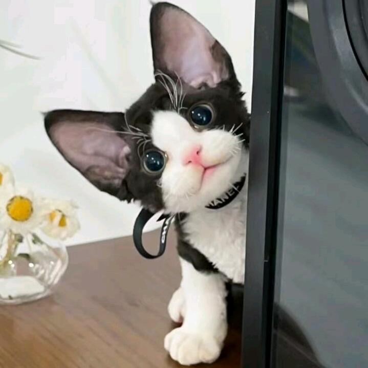 贵族🐱(买🐱斯我)