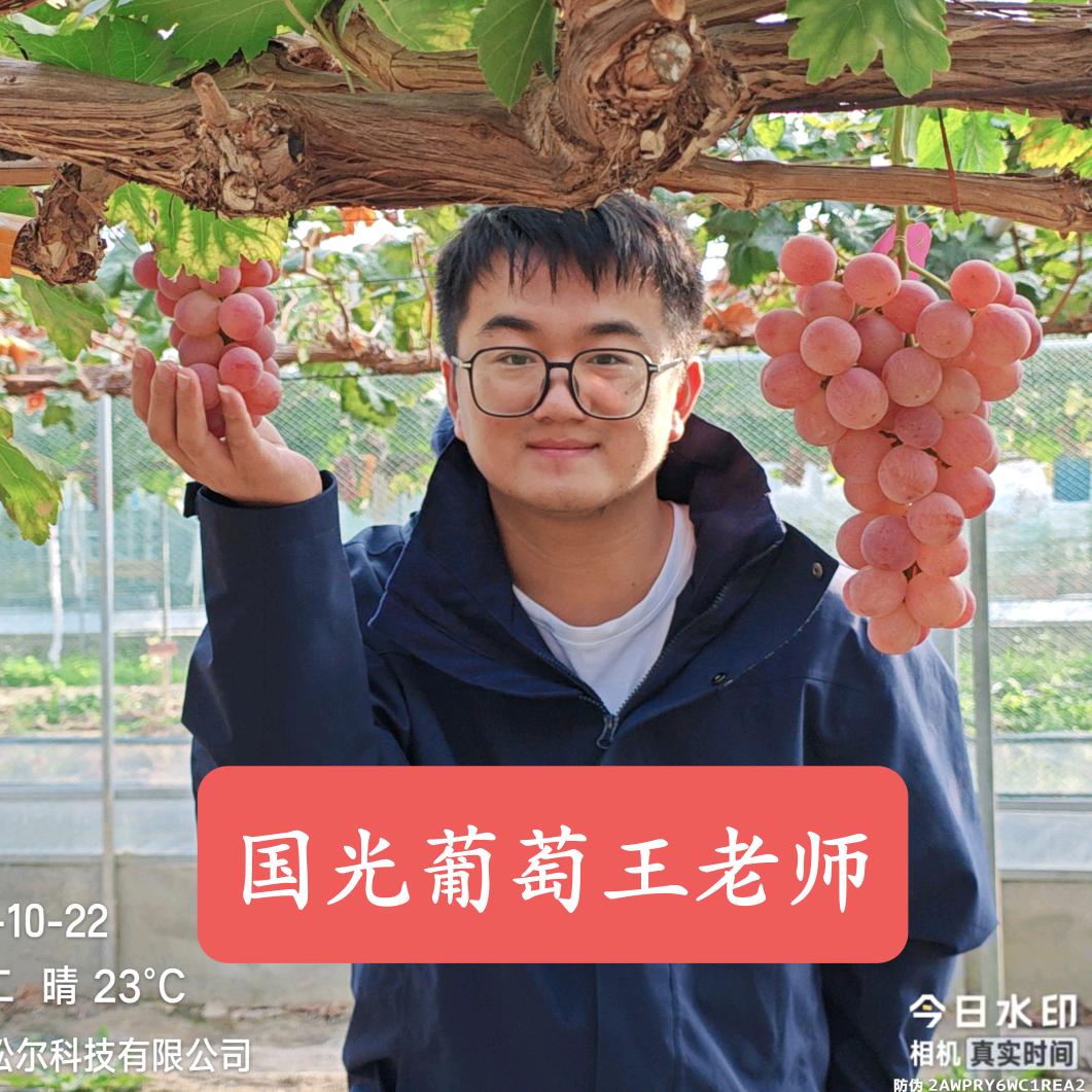 葡萄大王（国光方案）