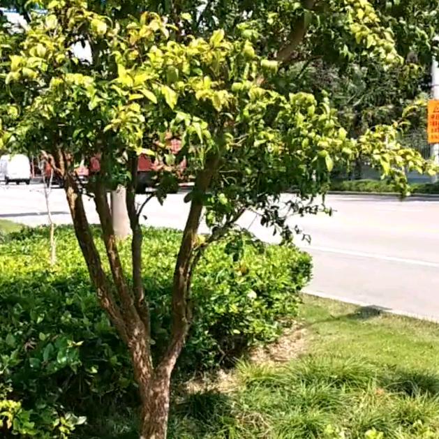 花 果 山