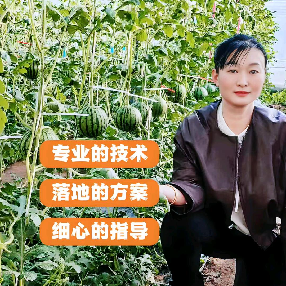 昌乐湧鑫三亩伴齐姐聊瓜