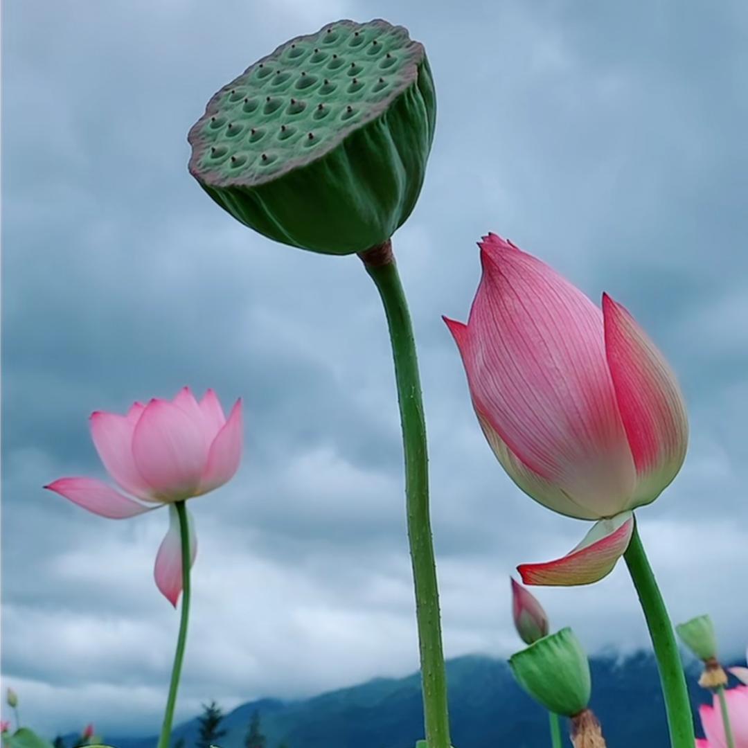 淡粉花绕竹篱开