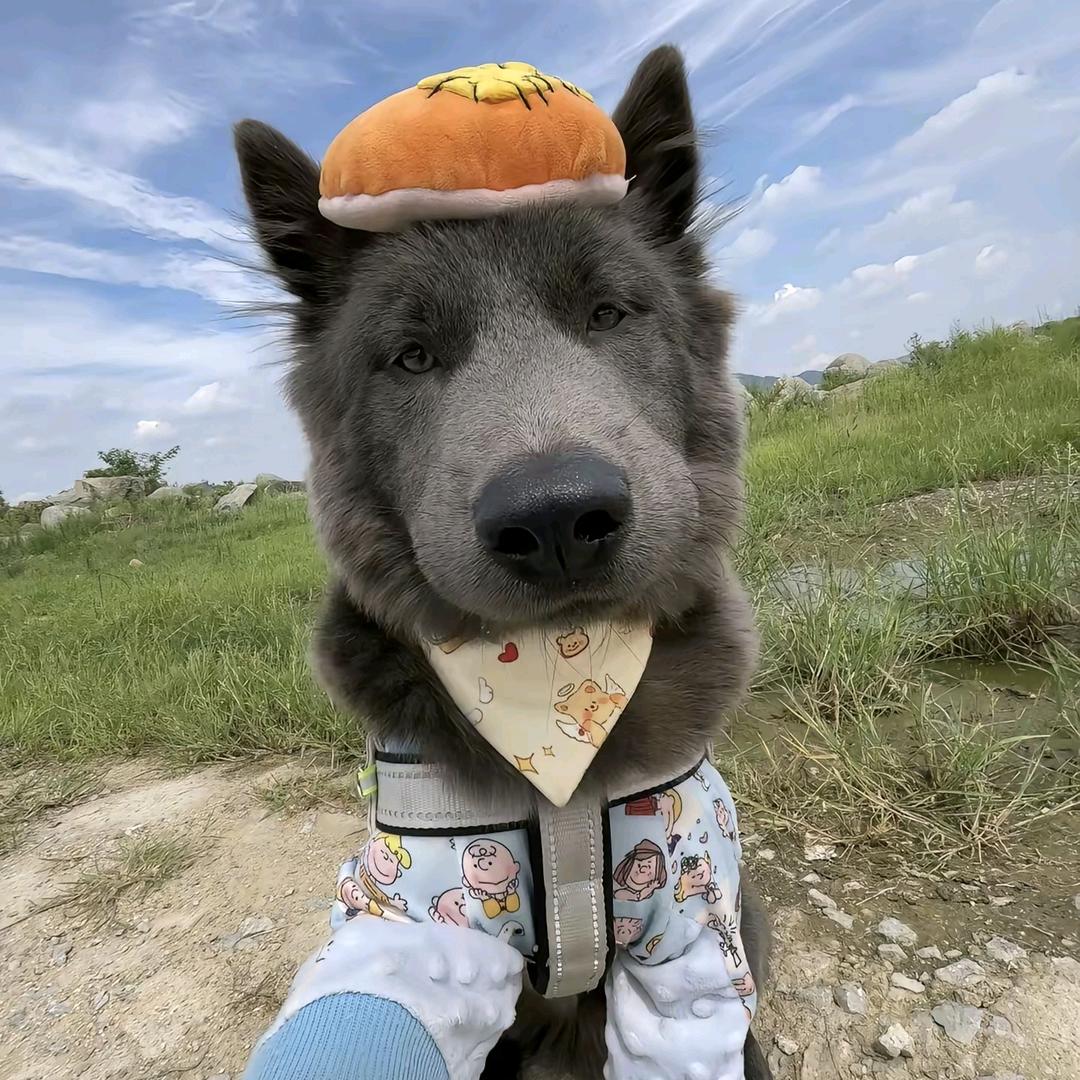 泪水打湿拼好饭你却不懂我的好