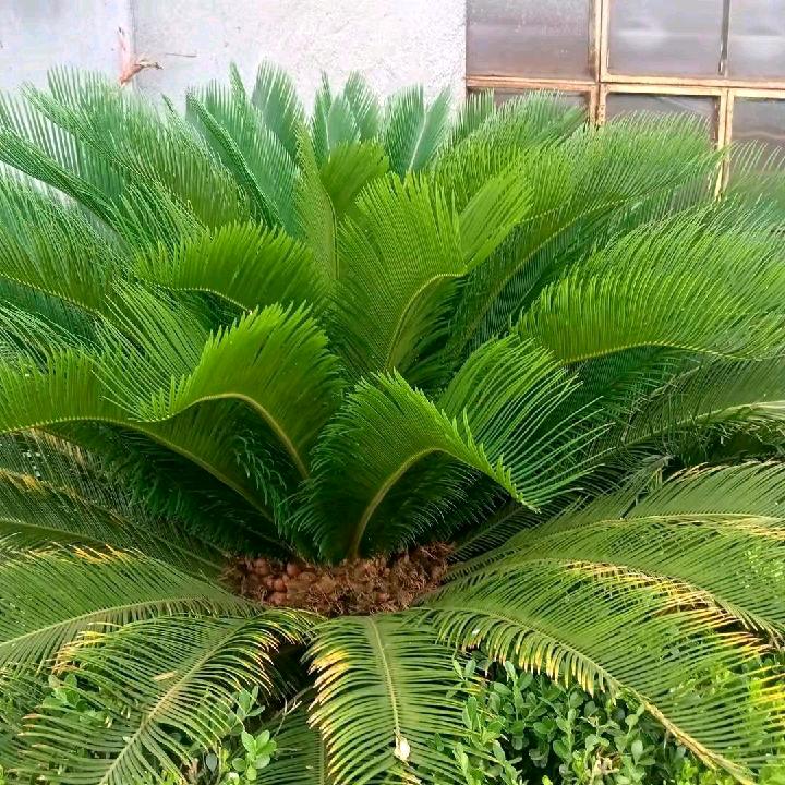 芹,