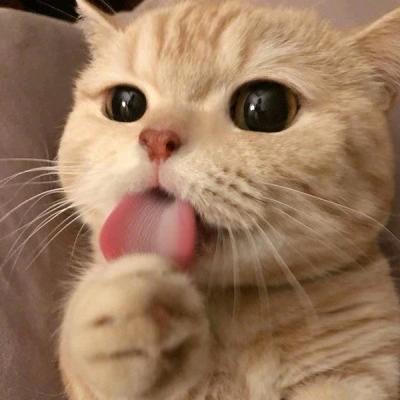 好色的🐈