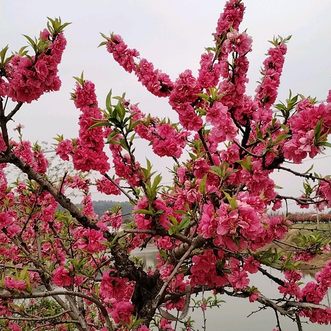 茶妹蕊蕊（橱窗有好物）