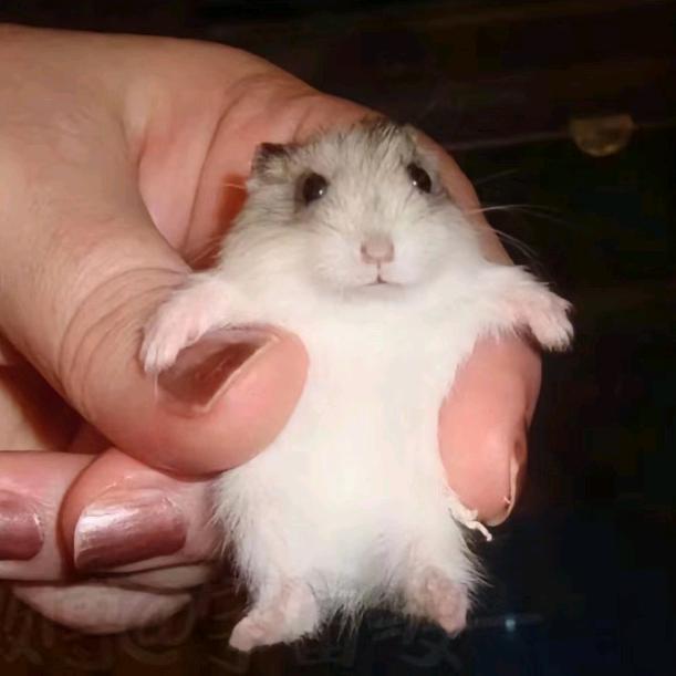 小老鼠