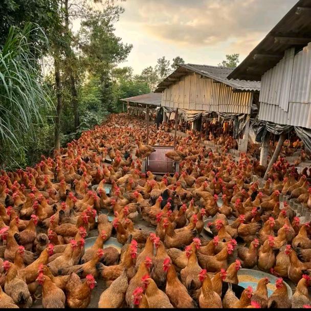 城南鸡舍(喂鸡版)