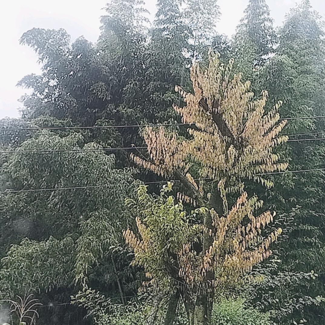美丽乡村
