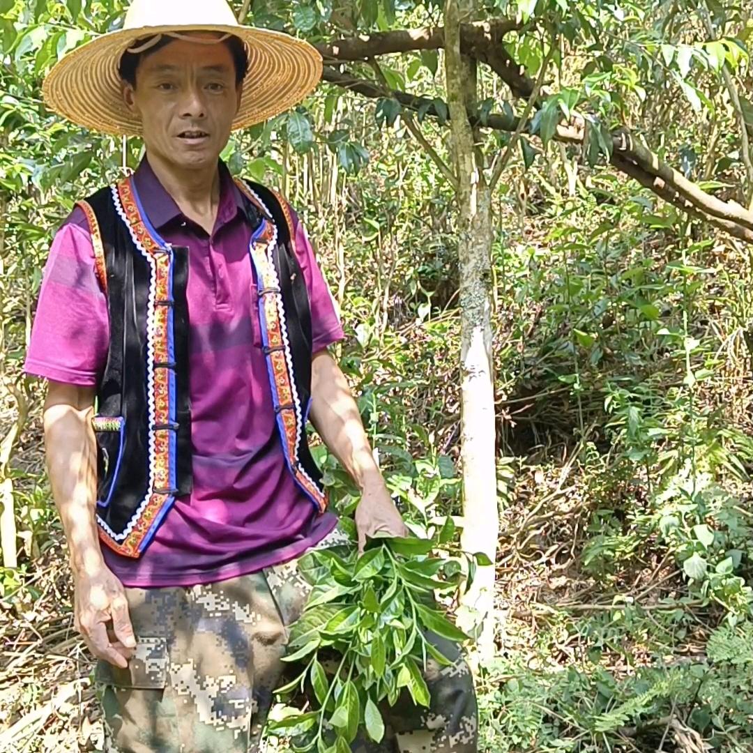 普洱咪哩彝家茶业
