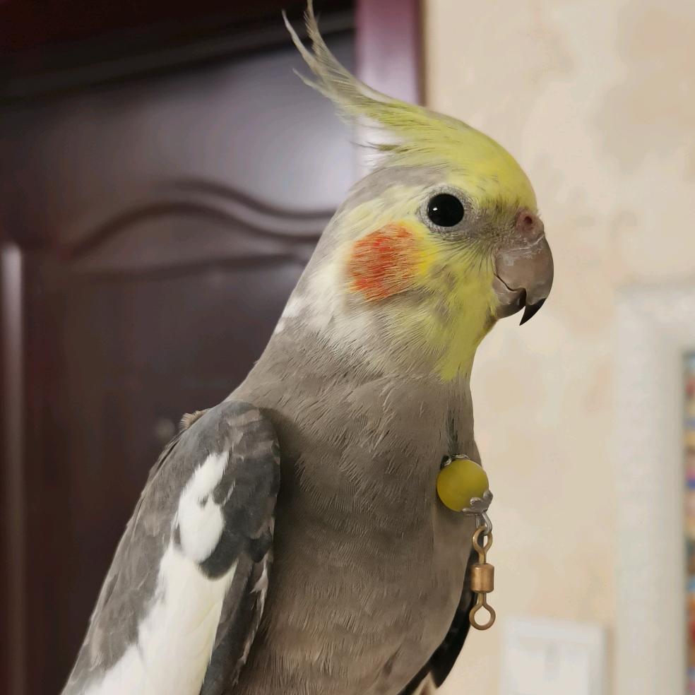 听风的蝉
