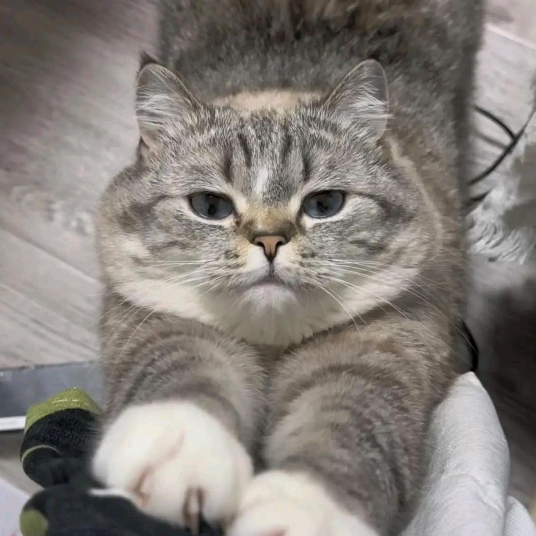 招财猫^•͈༝•^ฅ