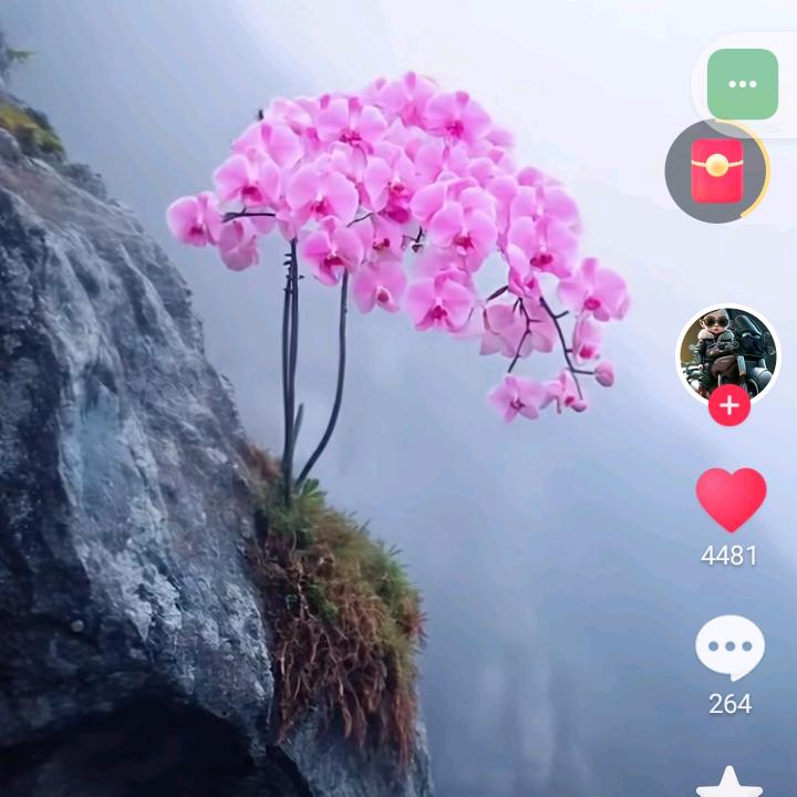 过客