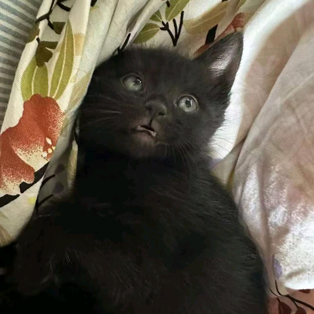 小黑不是蜂窝煤