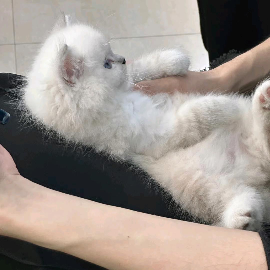 嘉仁