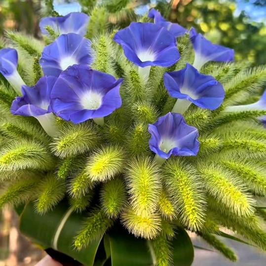 ℳ̶̶♡̶҉四🍒季安然ঞℳ