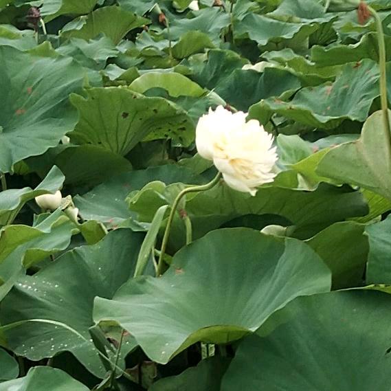 有烟没火（牛娃团火爱心志愿者）