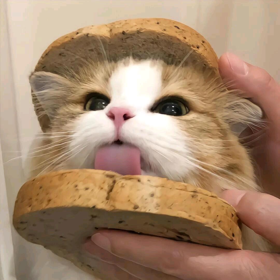 喵喵汪汪