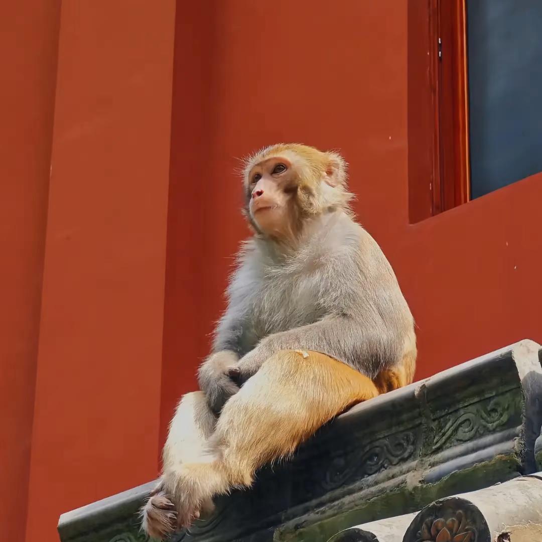 🌈  惊 奇 先 生’·₅₂₀¹³¹⁴