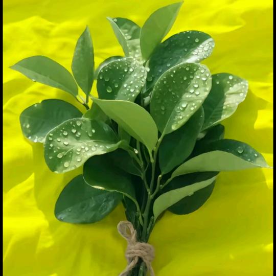 杨树苗（拒绝连赞私聊。）