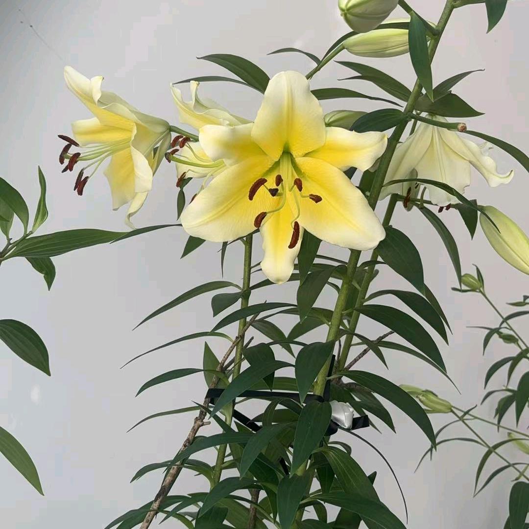 奋斗的小鸟