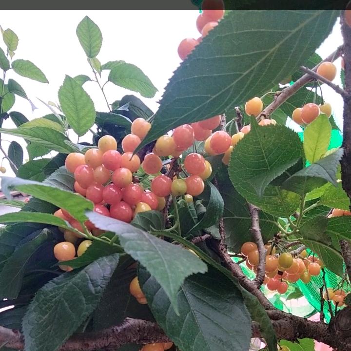 老爷子溜湾儿