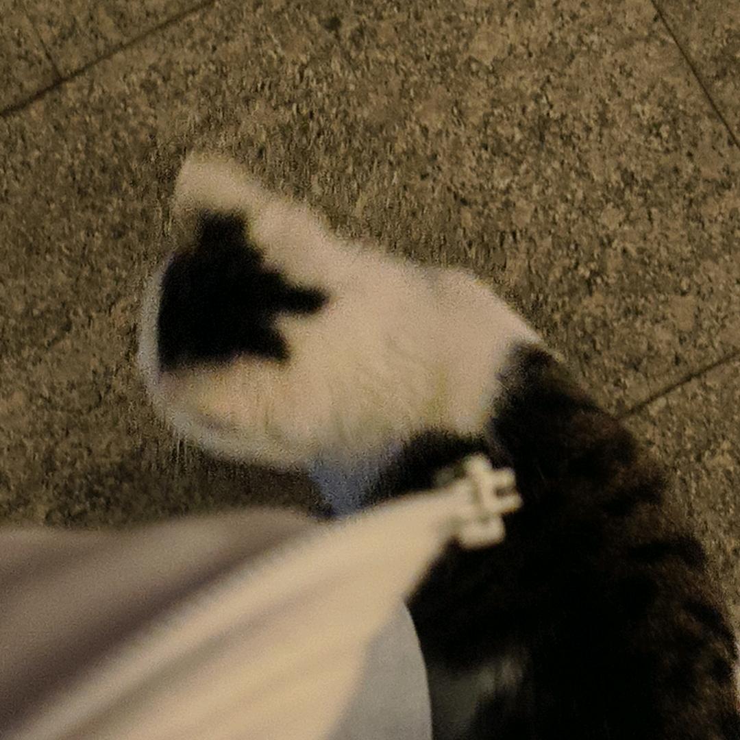 红烧鸡翅