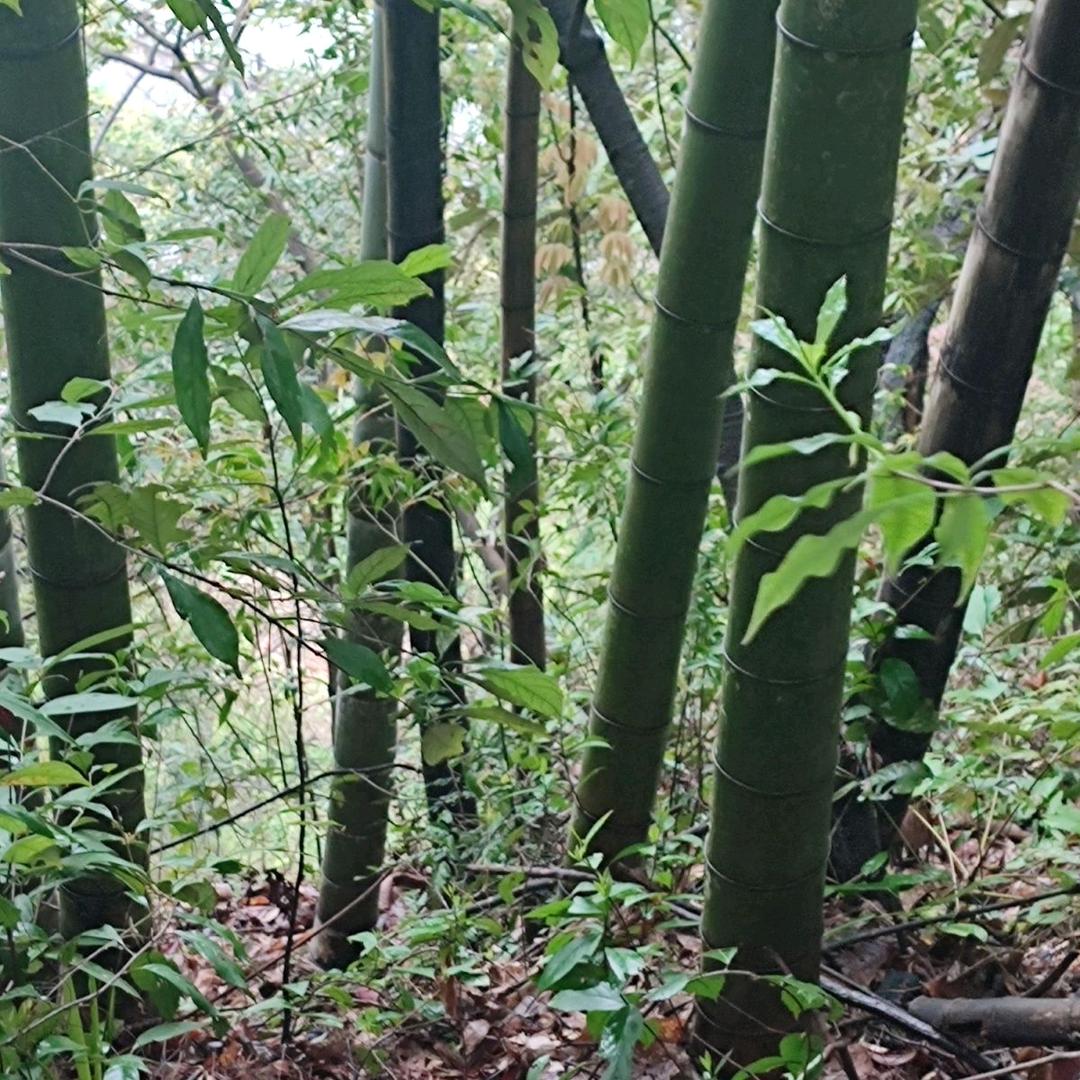 湖北睿安信息技术有限公司