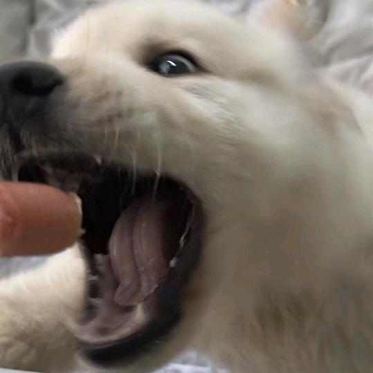 王者荣耀派大星