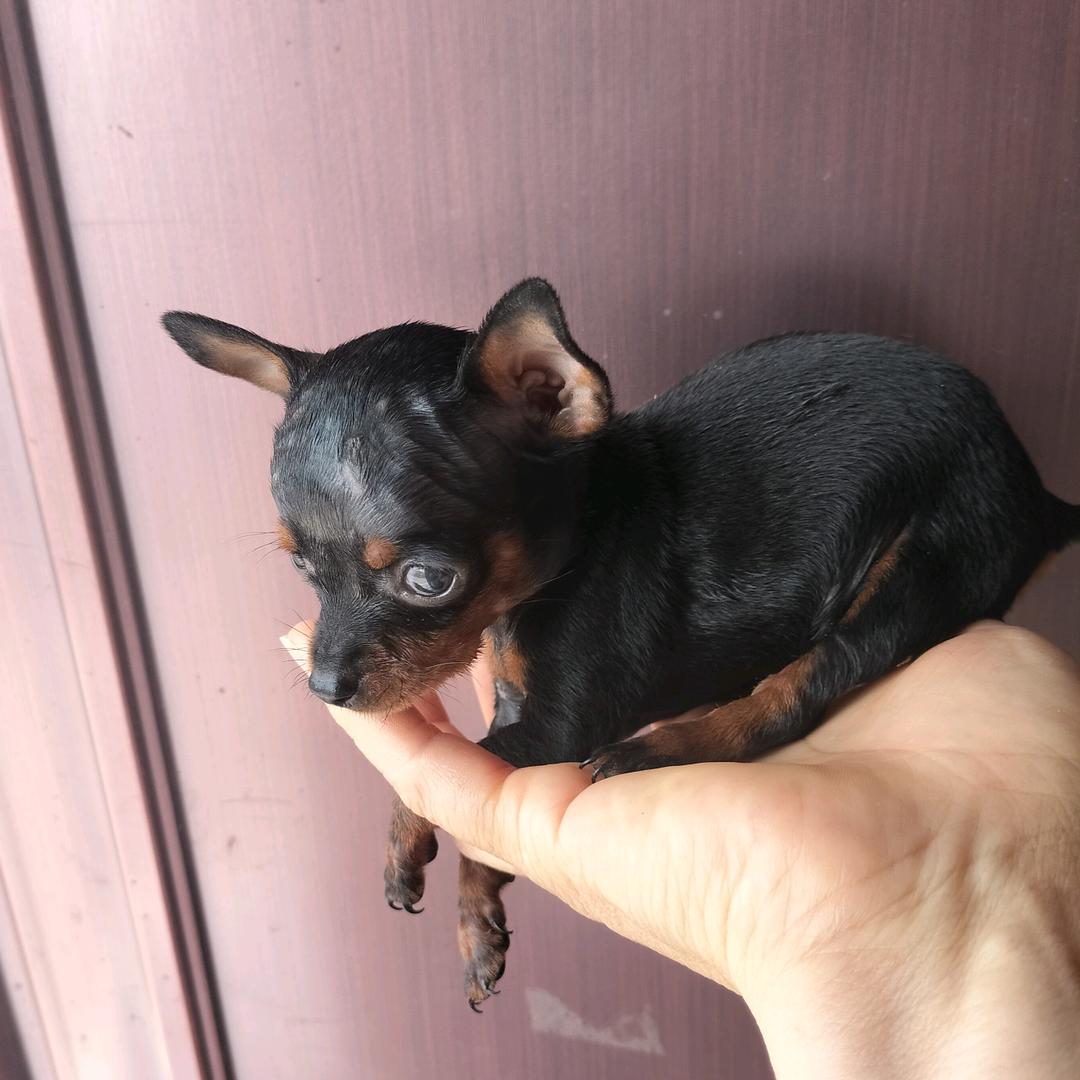 河南周口精品小鹿犬，繁育中心