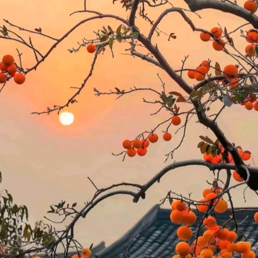未来可期0831