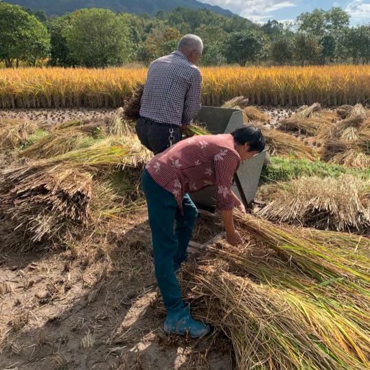 🌾农民