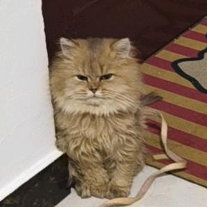 我叫招财🥰🥰