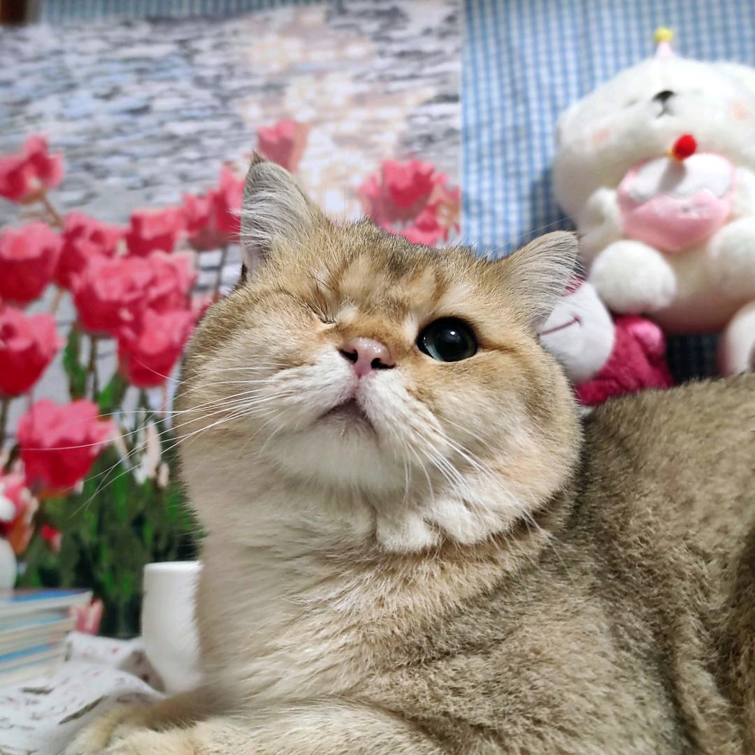 春田花花:)